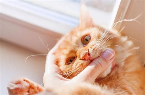 猫咪咬着玩具叫是啥意思