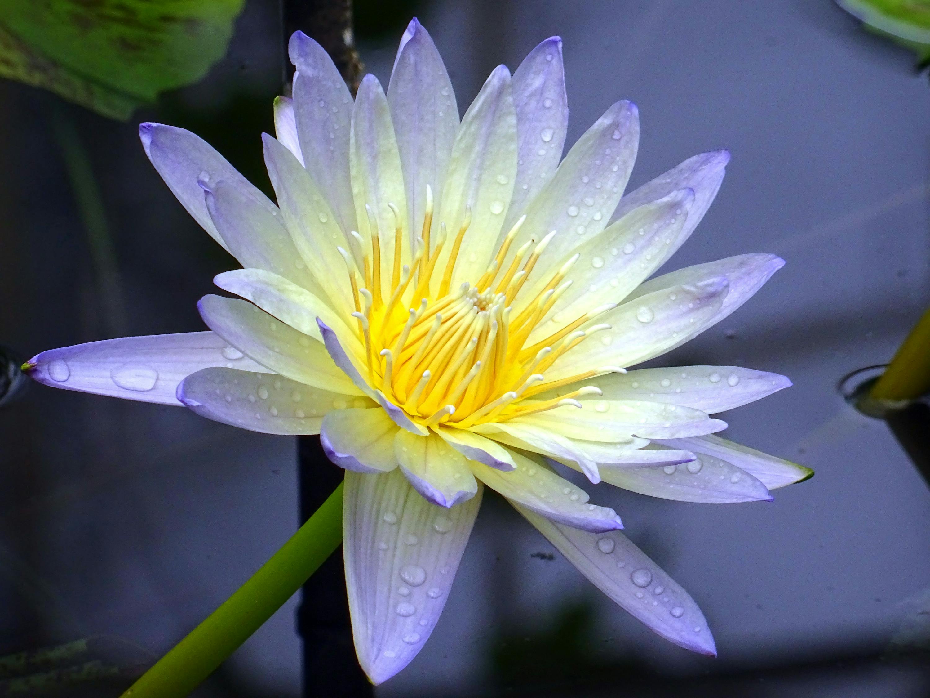 探秘月亮花儿开简谱背后的文化与艺术之美