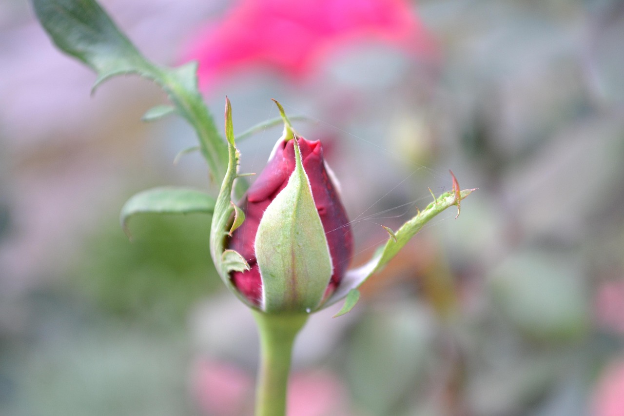 一部经典还是明日黄花？