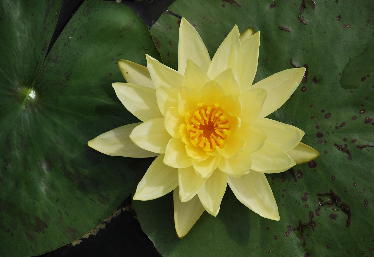 阿窝团，社区团购的新星，还是昙花一现？