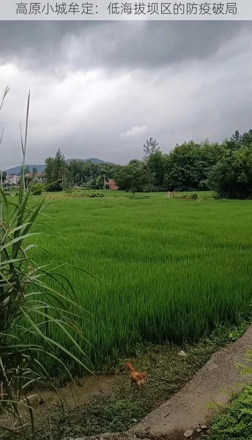 高原小城牟定：低海拔坝区的防疫破局