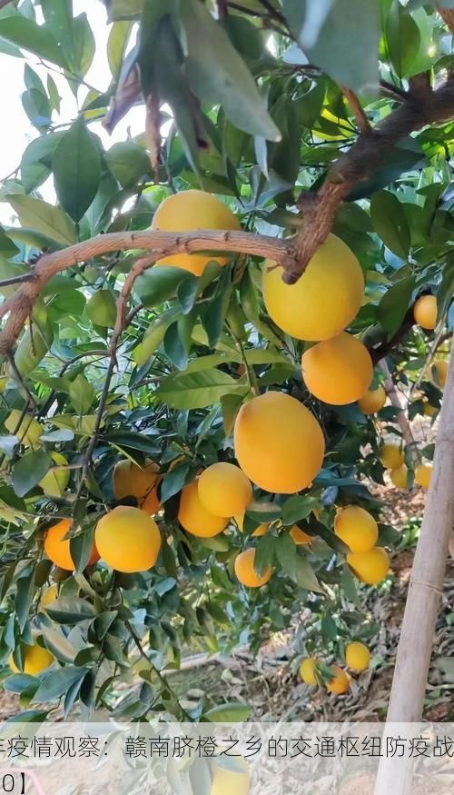 【信丰疫情观察：赣南脐橙之乡的交通枢纽防疫战_36930】