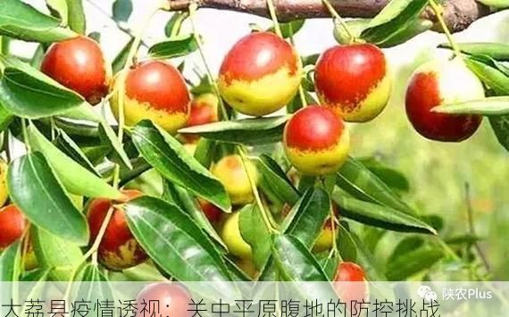 大荔县疫情透视：关中平原腹地的防控挑战