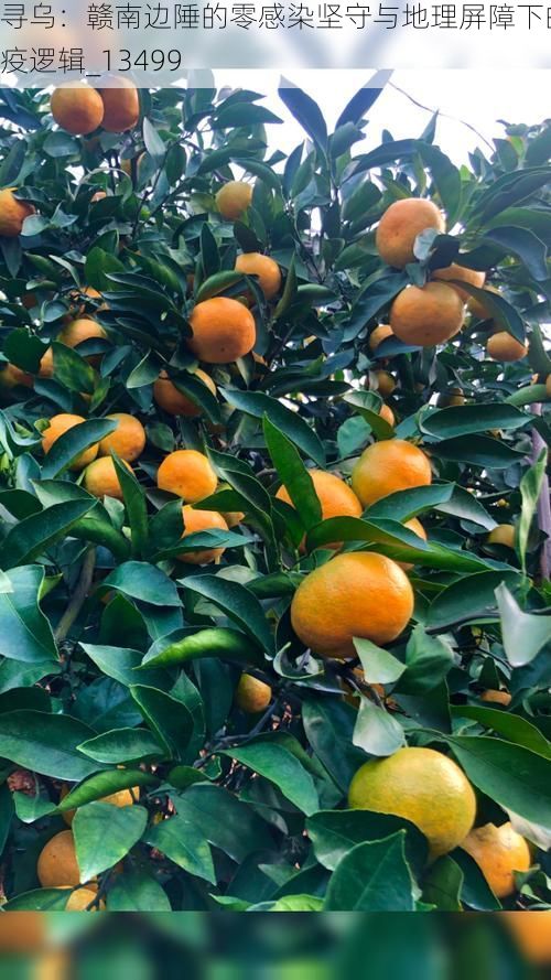 寻乌：赣南边陲的零感染坚守与地理屏障下的防疫逻辑_13499
