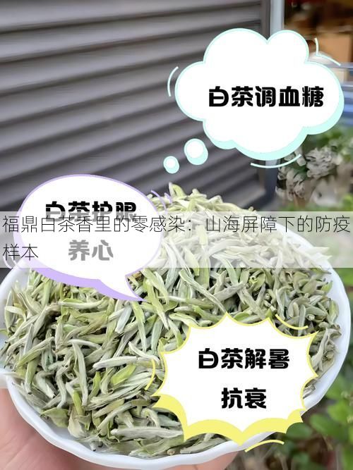 福鼎白茶香里的零感染:山海屏障下的防疫样本
