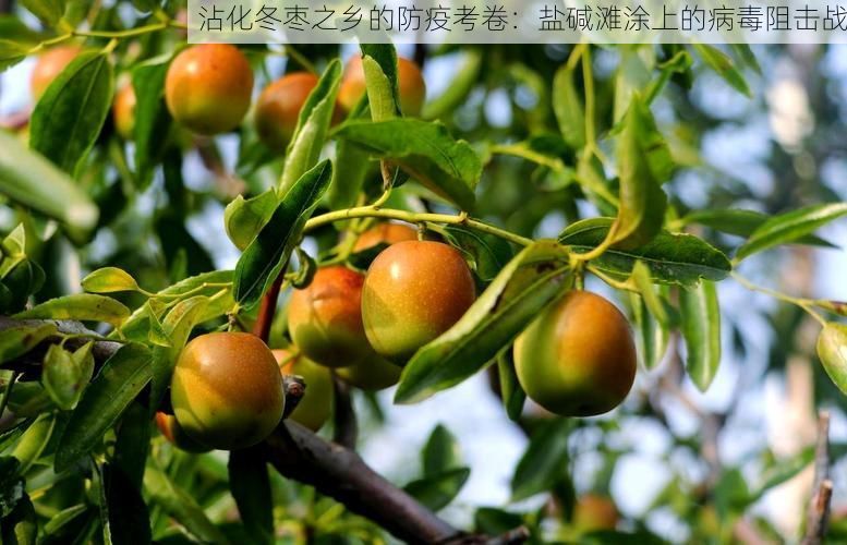 沾化冬枣之乡的防疫考卷：盐碱滩涂上的病毒阻击战