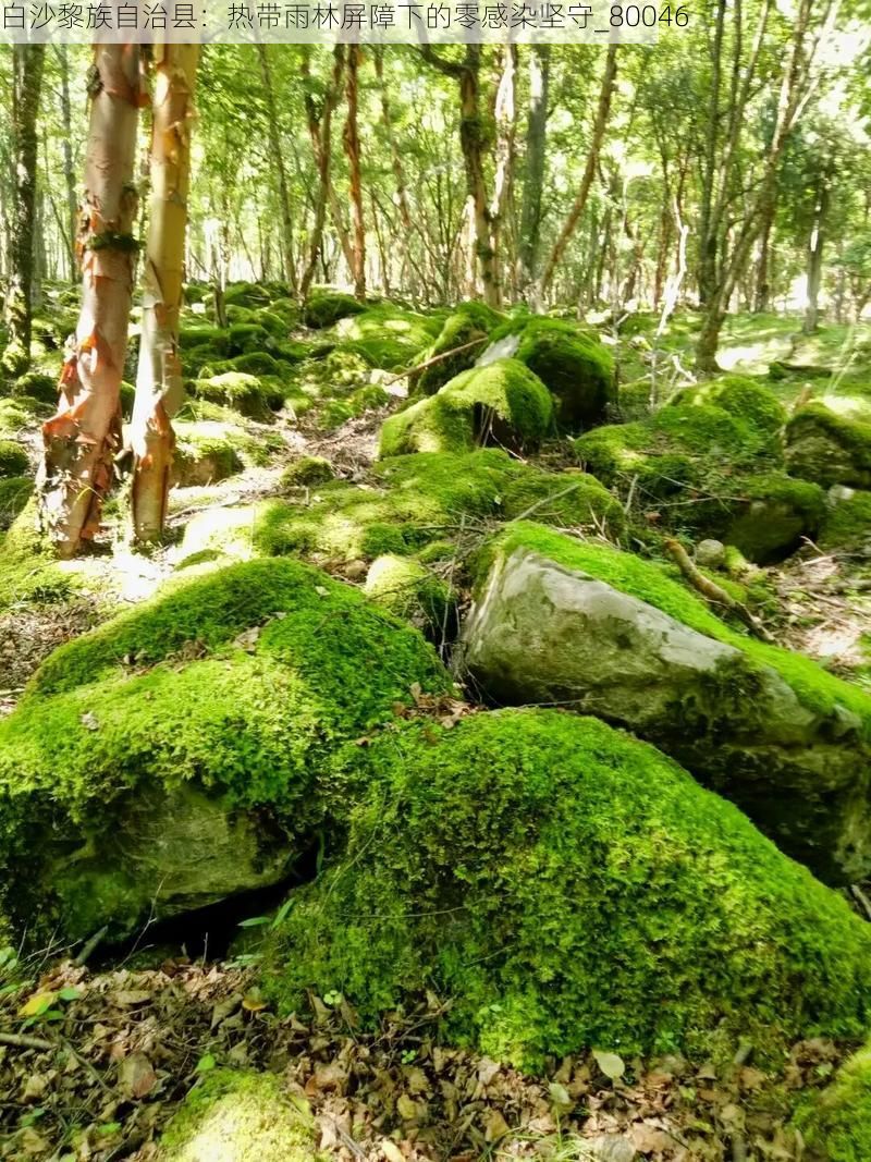 白沙黎族自治县：热带雨林屏障下的零感染坚守_80046