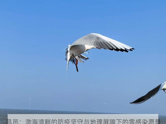 昌邑：渤海湾畔的防疫坚守与地理屏障下的零感染愿景