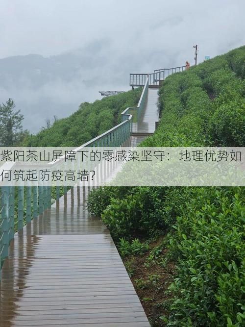 紫阳茶山屏障下的零感染坚守:地理优势如何筑起防疫高墙?