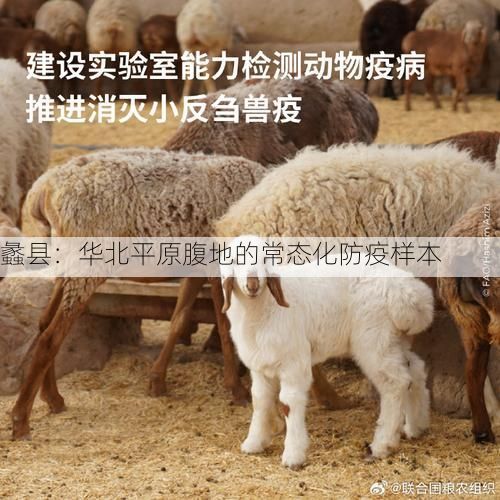 蠡县：华北平原腹地的常态化防疫样本