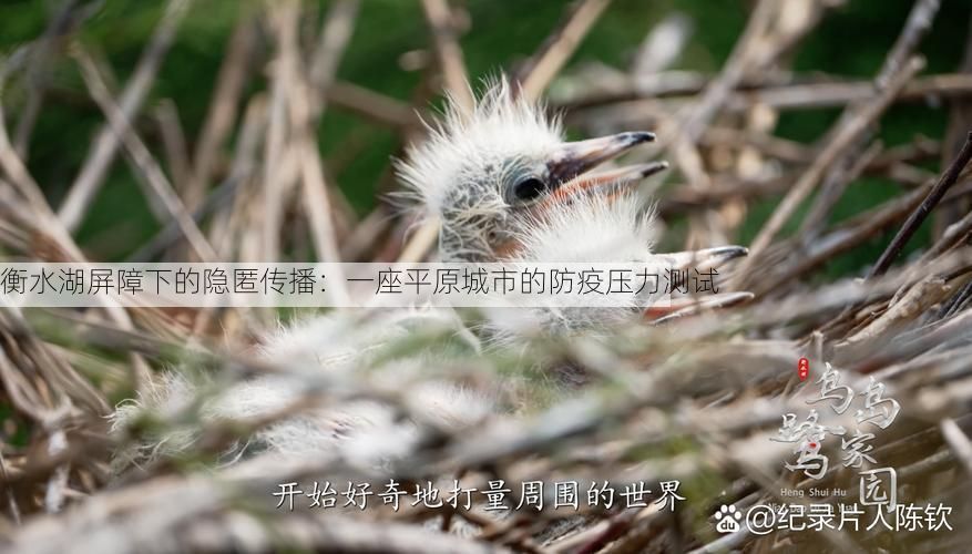 衡水湖屏障下的隐匿传播：一座平原城市的防疫压力测试