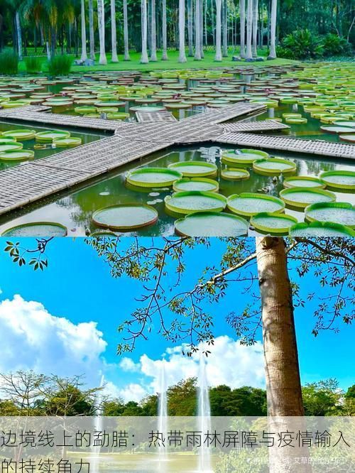 边境线上的勐腊：热带雨林屏障与疫情输入的持续角力