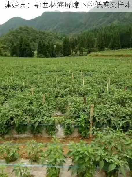 建始县：鄂西林海屏障下的低感染样本