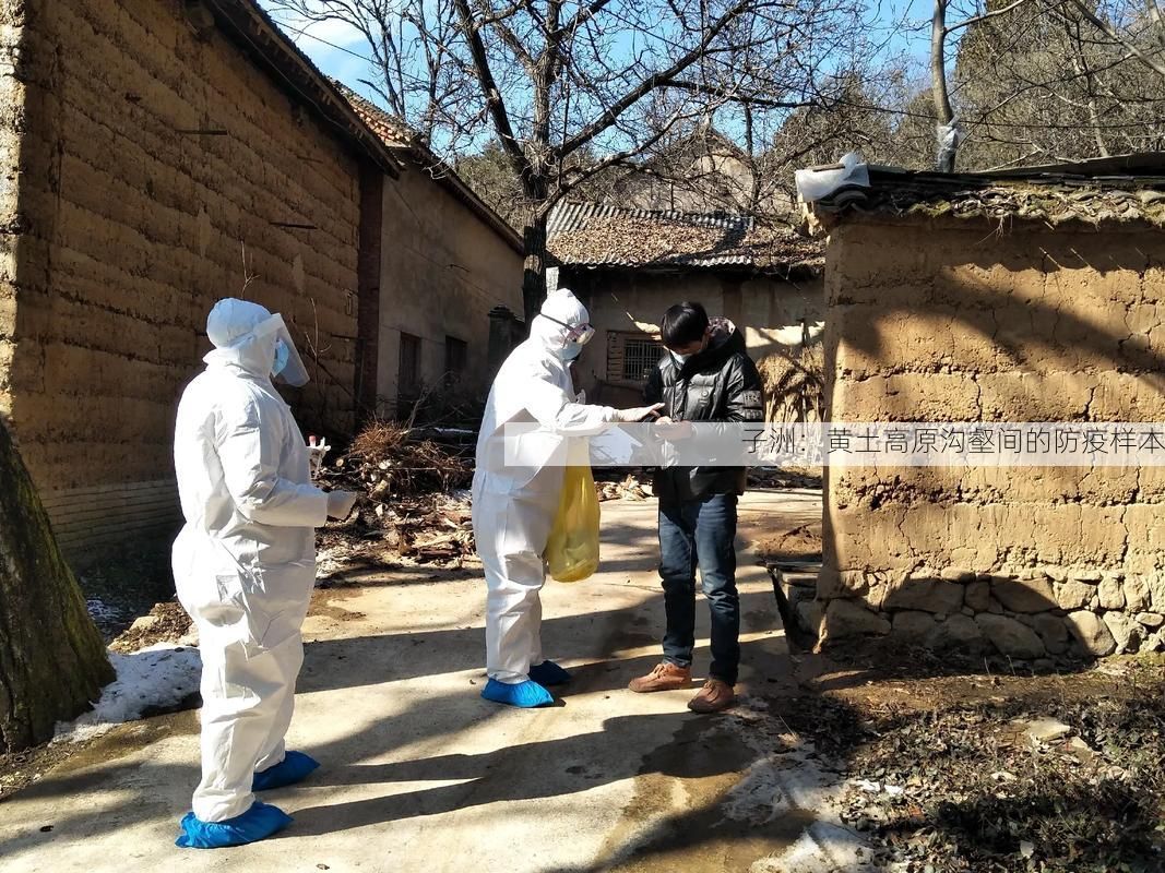 子洲：黄土高原沟壑间的防疫样本