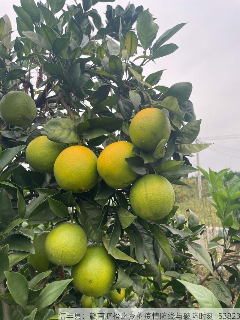 信丰县：赣南脐橙之乡的疫情防线与破防时刻_53823