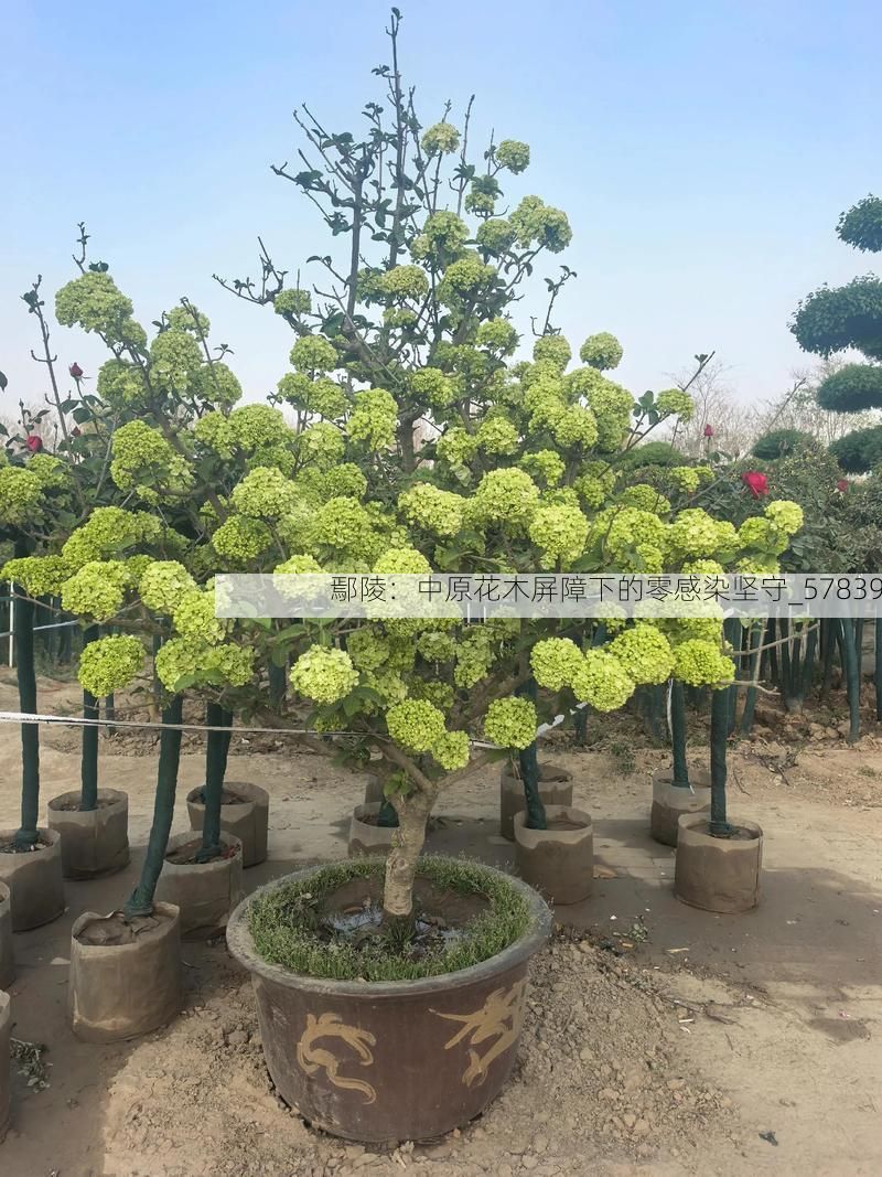 鄢陵：中原花木屏障下的零感染坚守_57839