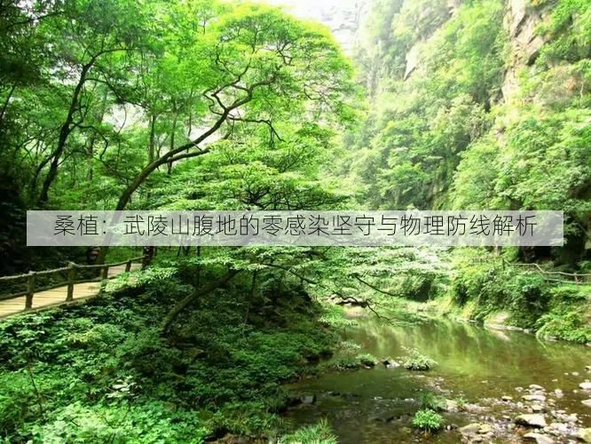 桑植：武陵山腹地的零感染坚守与物理防线解析