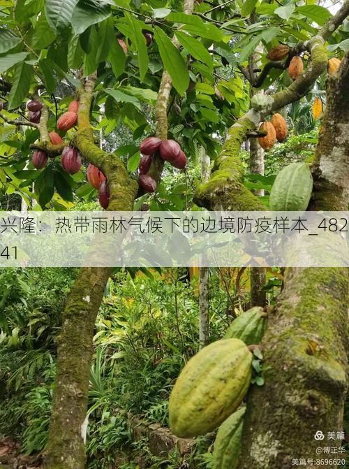 兴隆：热带雨林气候下的边境防疫样本_48241