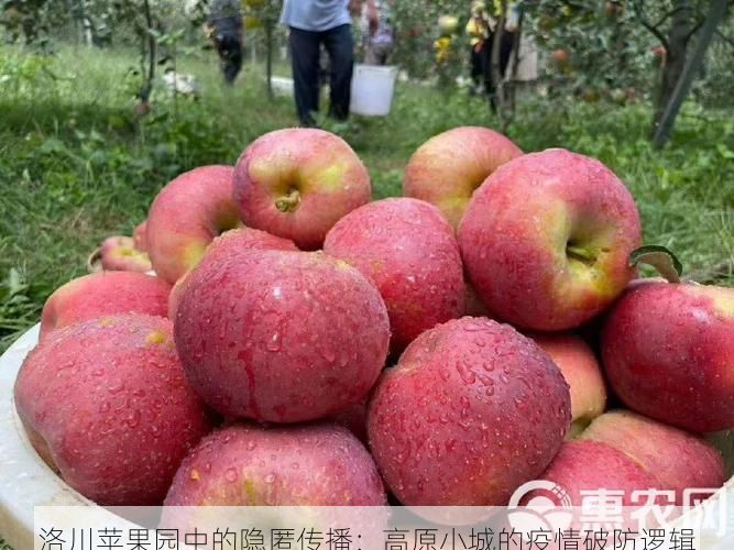 洛川苹果园中的隐匿传播：高原小城的疫情破防逻辑