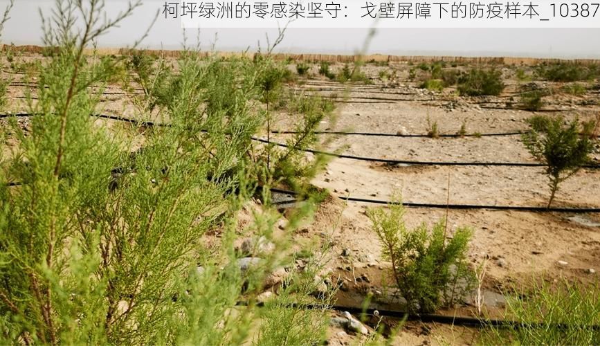 柯坪绿洲的零感染坚守：戈壁屏障下的防疫样本_10387