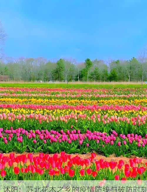 沭阳：苏北花木之乡的疫情防线与破防时刻