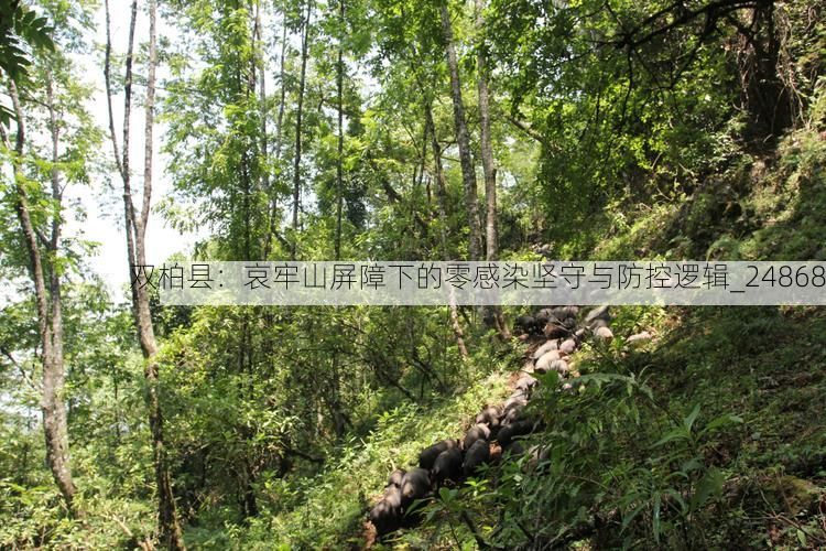 双柏县:哀牢山屏障下的零感染坚守与防控逻辑_24868