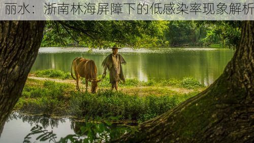 丽水：浙南林海屏障下的低感染率现象解析