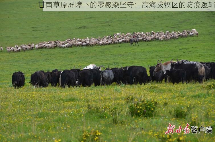 甘南草原屏障下的零感染坚守：高海拔牧区的防疫逻辑