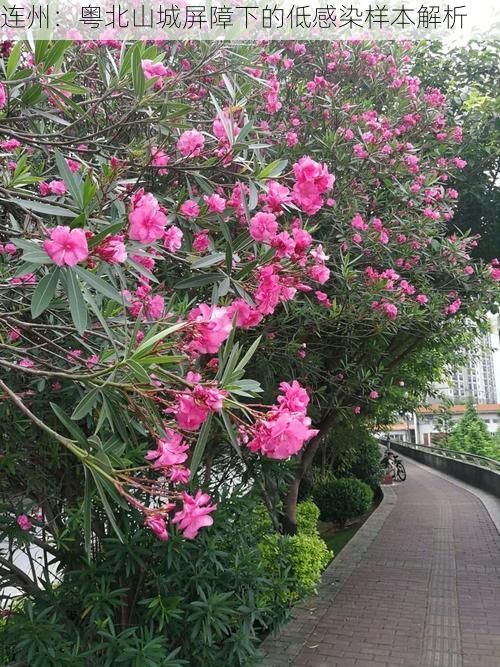连州：粤北山城屏障下的低感染样本解析