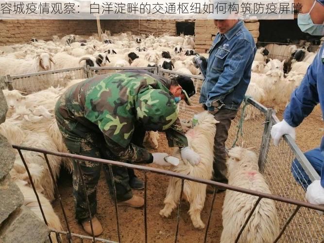 容城疫情观察：白洋淀畔的交通枢纽如何构筑防疫屏障