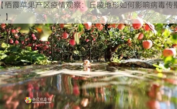 【栖霞苹果产区疫情观察：丘陵地形如何影响病毒传播？】