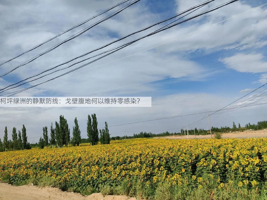 柯坪绿洲的静默防线:戈壁腹地何以维持零感染?