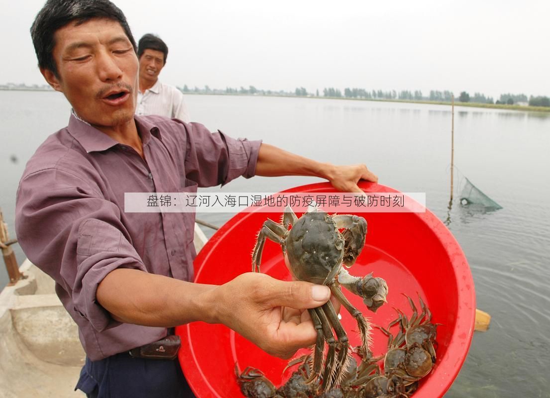 盘锦:辽河入海口湿地的防疫屏障与破防时刻