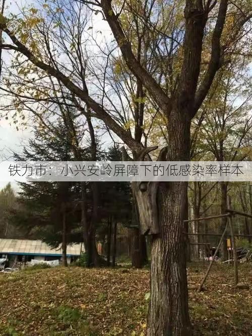 铁力市：小兴安岭屏障下的低感染率样本