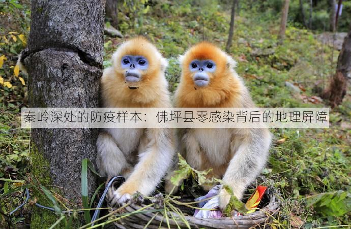 秦岭深处的防疫样本:佛坪县零感染背后的地理屏障