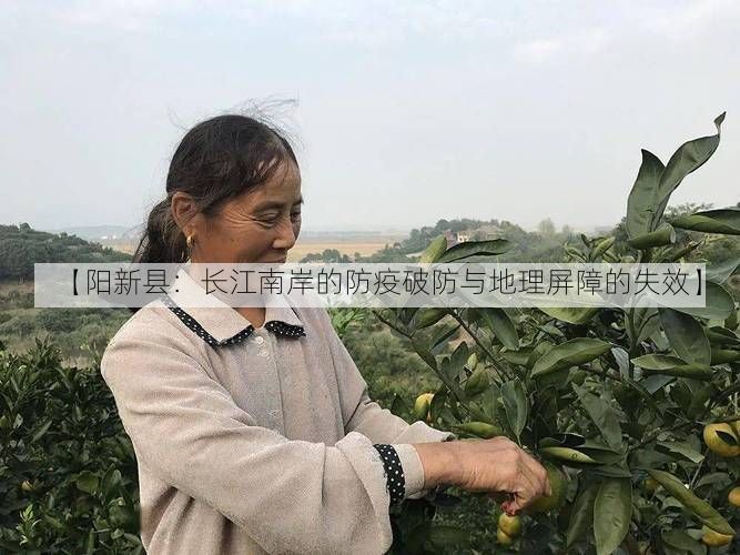 【阳新县:长江南岸的防疫破防与地理屏障的失效】