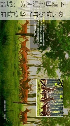 盐城：黄海湿地屏障下的防疫坚守与破防时刻