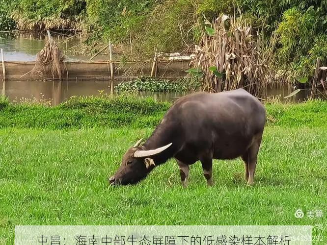 屯昌：海南中部生态屏障下的低感染样本解析