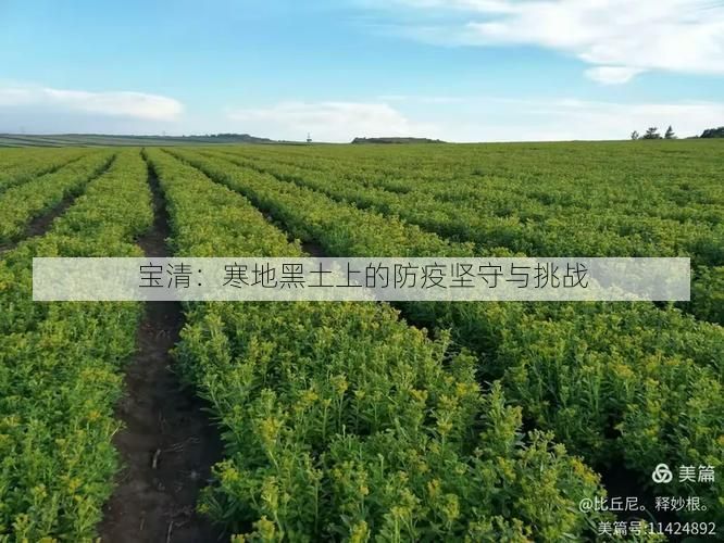 宝清：寒地黑土上的防疫坚守与挑战