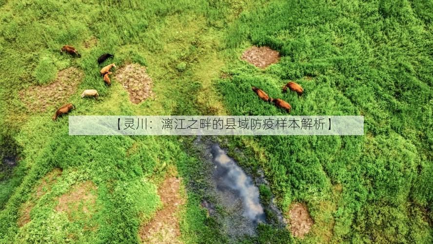 【灵川：漓江之畔的县域防疫样本解析】