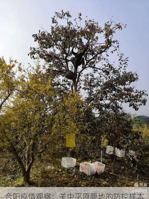 合阳疫情观察：关中平原腹地的防控样本