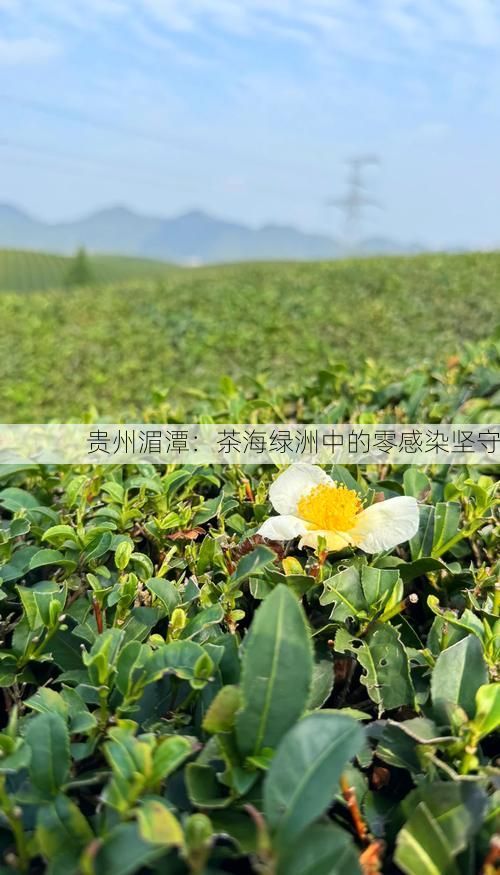 贵州湄潭：茶海绿洲中的零感染坚守