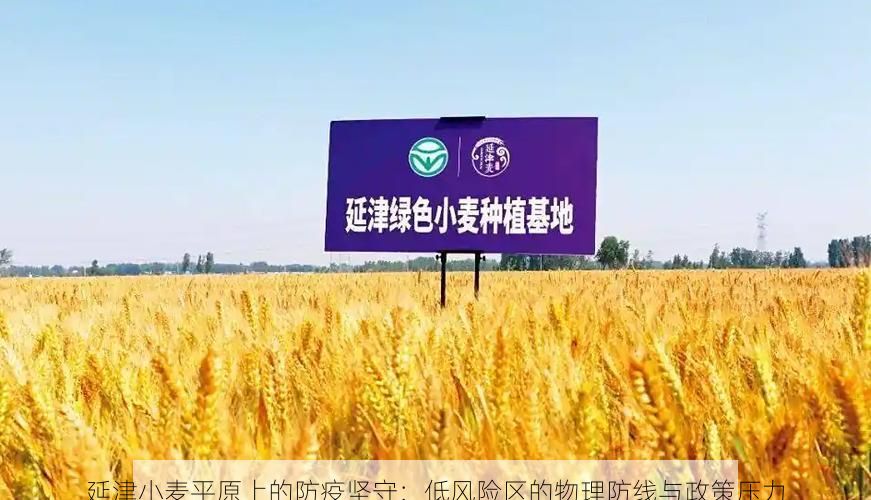 延津小麦平原上的防疫坚守：低风险区的物理防线与政策压力