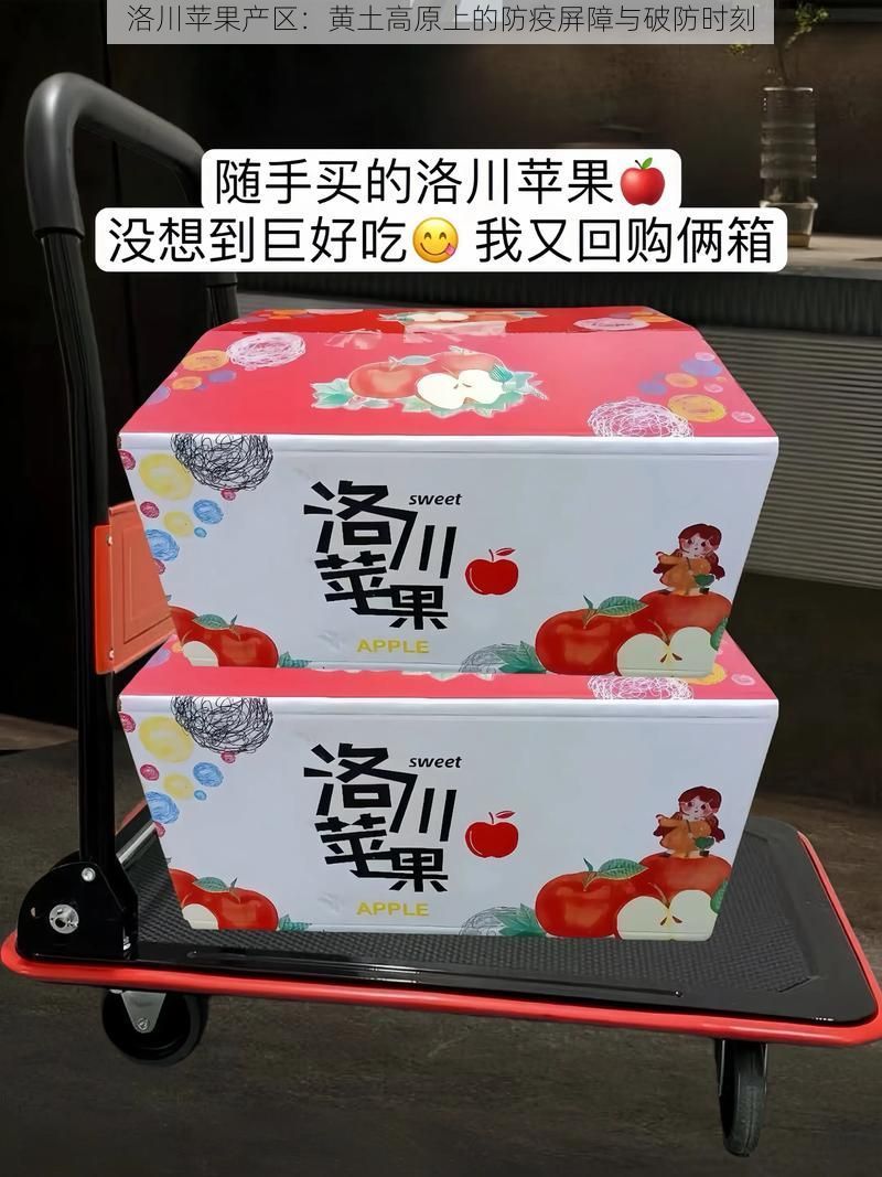洛川苹果产区:黄土高原上的防疫屏障与破防时刻