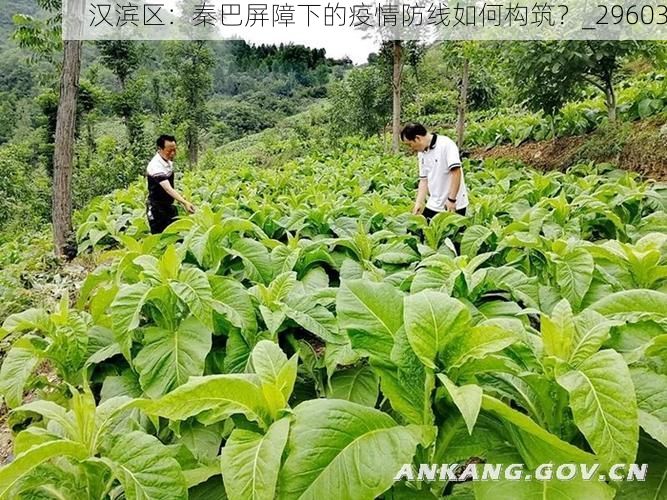 汉滨区:秦巴屏障下的疫情防线如何构筑?_29603