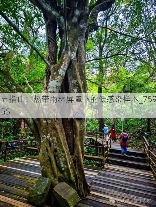 五指山:热带雨林屏障下的低感染样本_75955