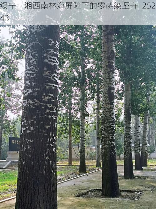 绥宁:湘西南林海屏障下的零感染坚守_25243