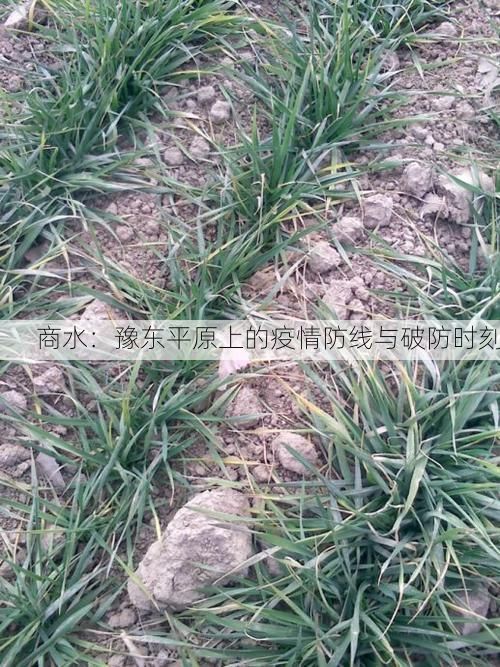 商水:豫东平原上的疫情防线与破防时刻