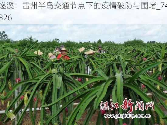 遂溪:雷州半岛交通节点下的疫情破防与围堵_74826